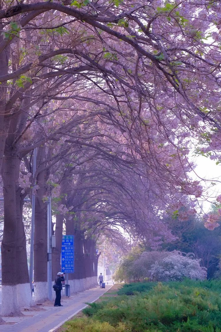 北京有条网红“泡桐大道”,已然成为城市春景“名片”之一