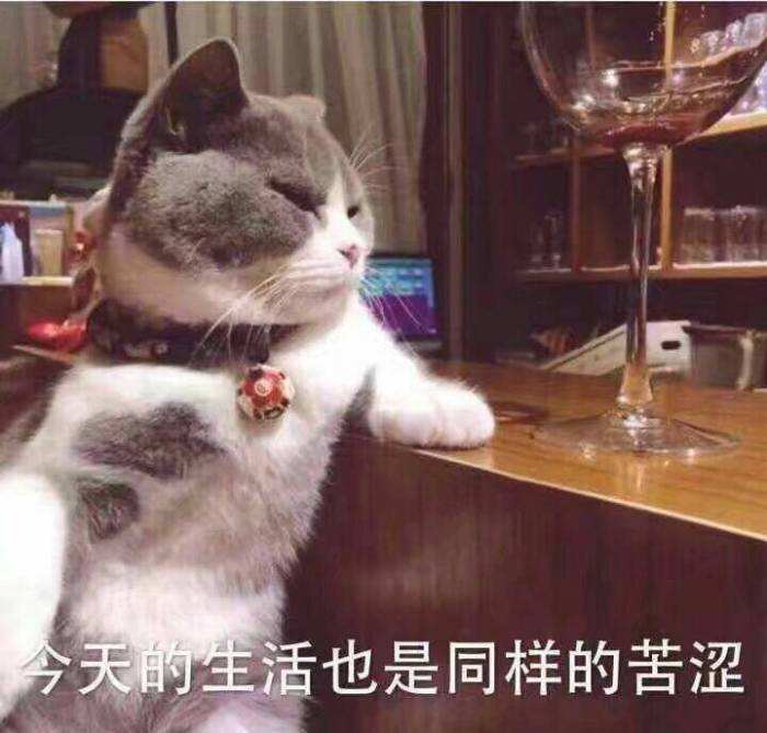 贪便宜花800元买了只蓝猫，一身猫癣还传染给了自己（真实案例）