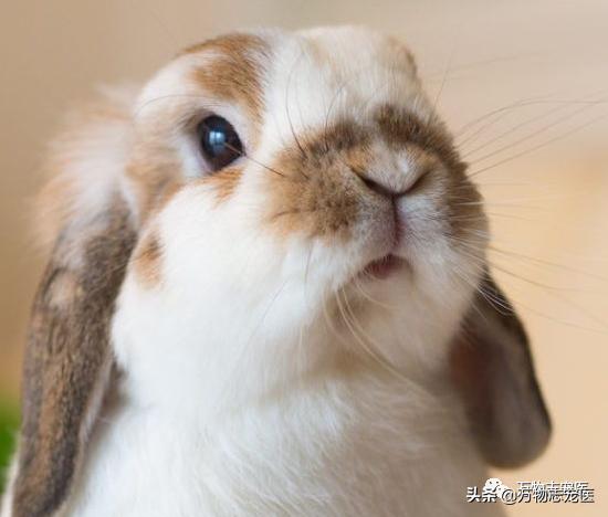 兔兔要死之前的征兆,兔兔突然死亡的原因