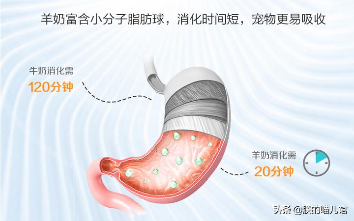 舒化牛奶猫可以喝吗,人喝的牛奶猫能喝吗