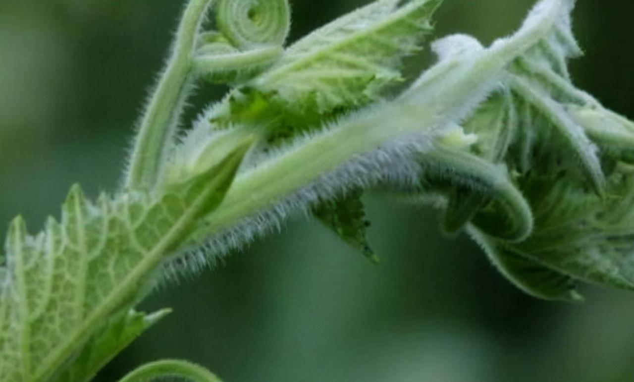 经常食南瓜藤对身体有什么好处,南瓜藤喂猪的危害有多大