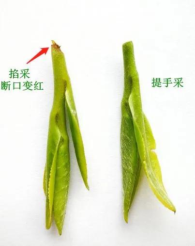 茶知识茶叶采摘推荐,手工采摘茶叶多少钱1斤