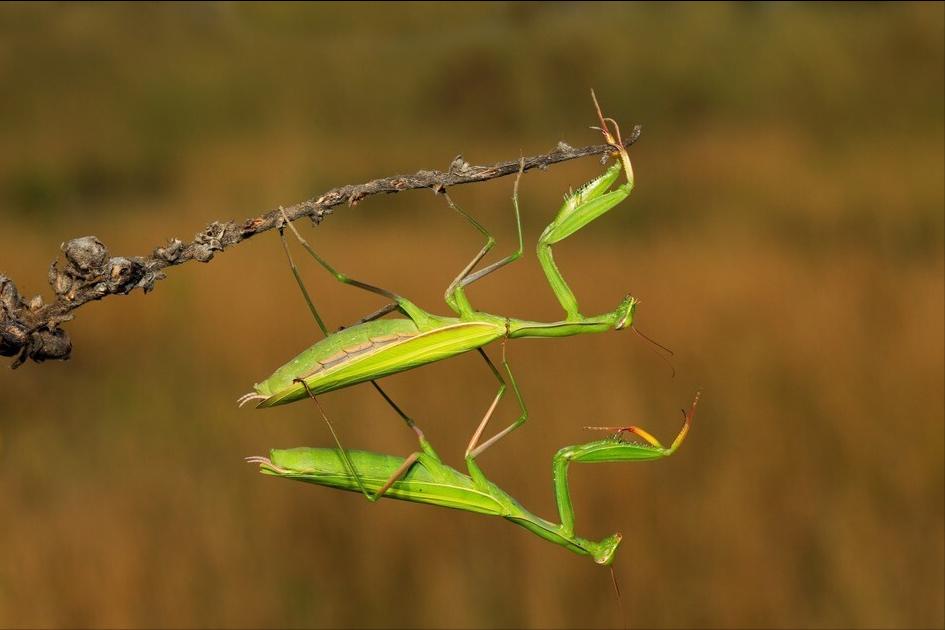交配后就被妻子啃食，是爱之深恨之切，还是内有隐情呢？