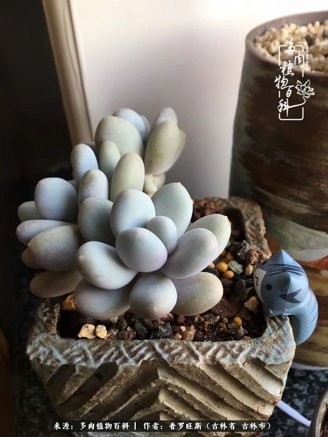 日日勤服侍，日日勤拂拭！服侍花儿，就是拂拭心灵