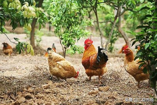 鸡打蔫是怎么回事,鸡打蔫不吃食怎么治