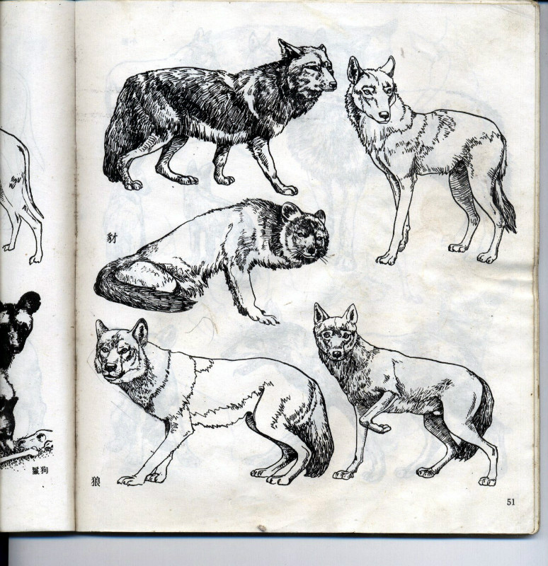 一百幅动物素描,近百幅动物画