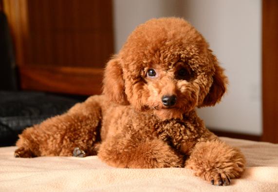 泰迪犬怎么养呢知乎,泰迪犬要怎么养才好看