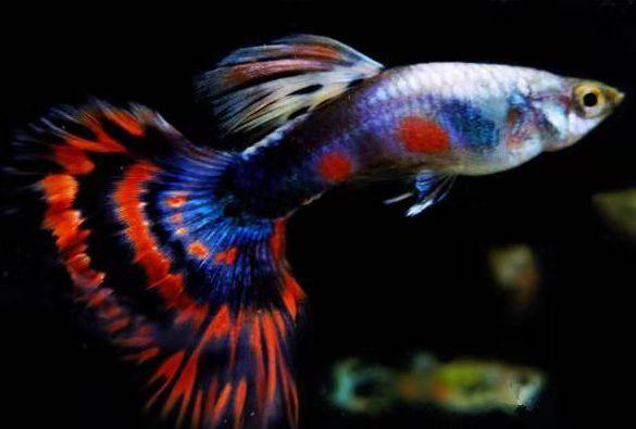 孔雀鱼苗刚出生肚子有个圆的东西,怎么样判断孔雀鱼苗刚出生不健康