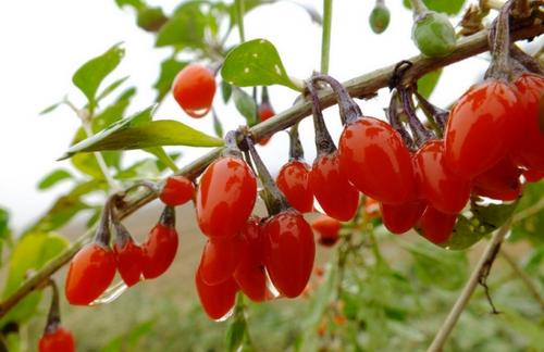 枸杞种植栽培技术视频,枸杞种植栽培技术