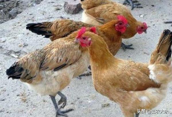 鸡病毒性关节炎怎么治？鸡为什么会得病毒性关节炎？