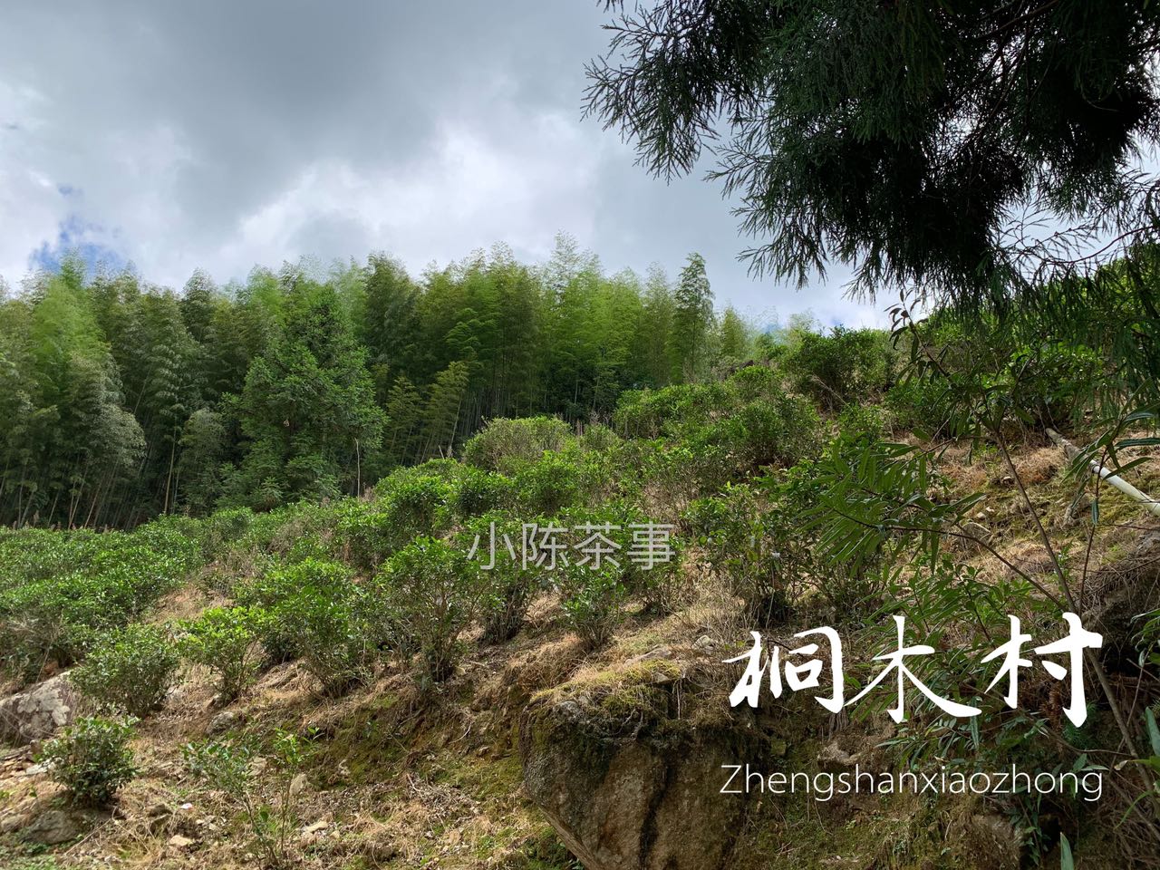 假红茶金骏眉,金骏眉红茶打假