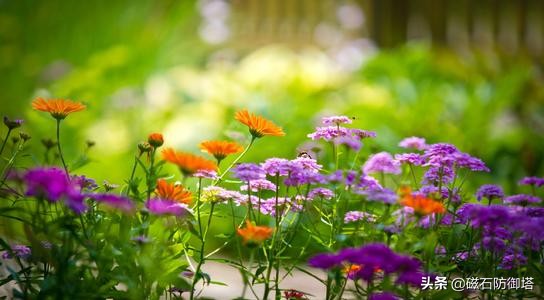 植物进化历程之藻类,藻类植物进化历程