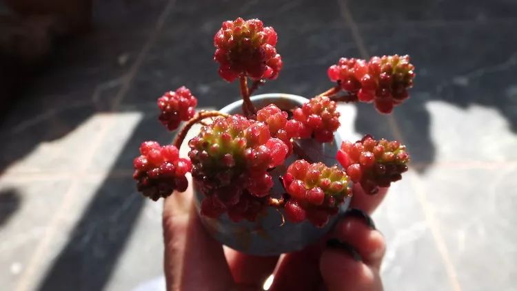 爱机车，爱多肉，宝妈花姐的诗和远方