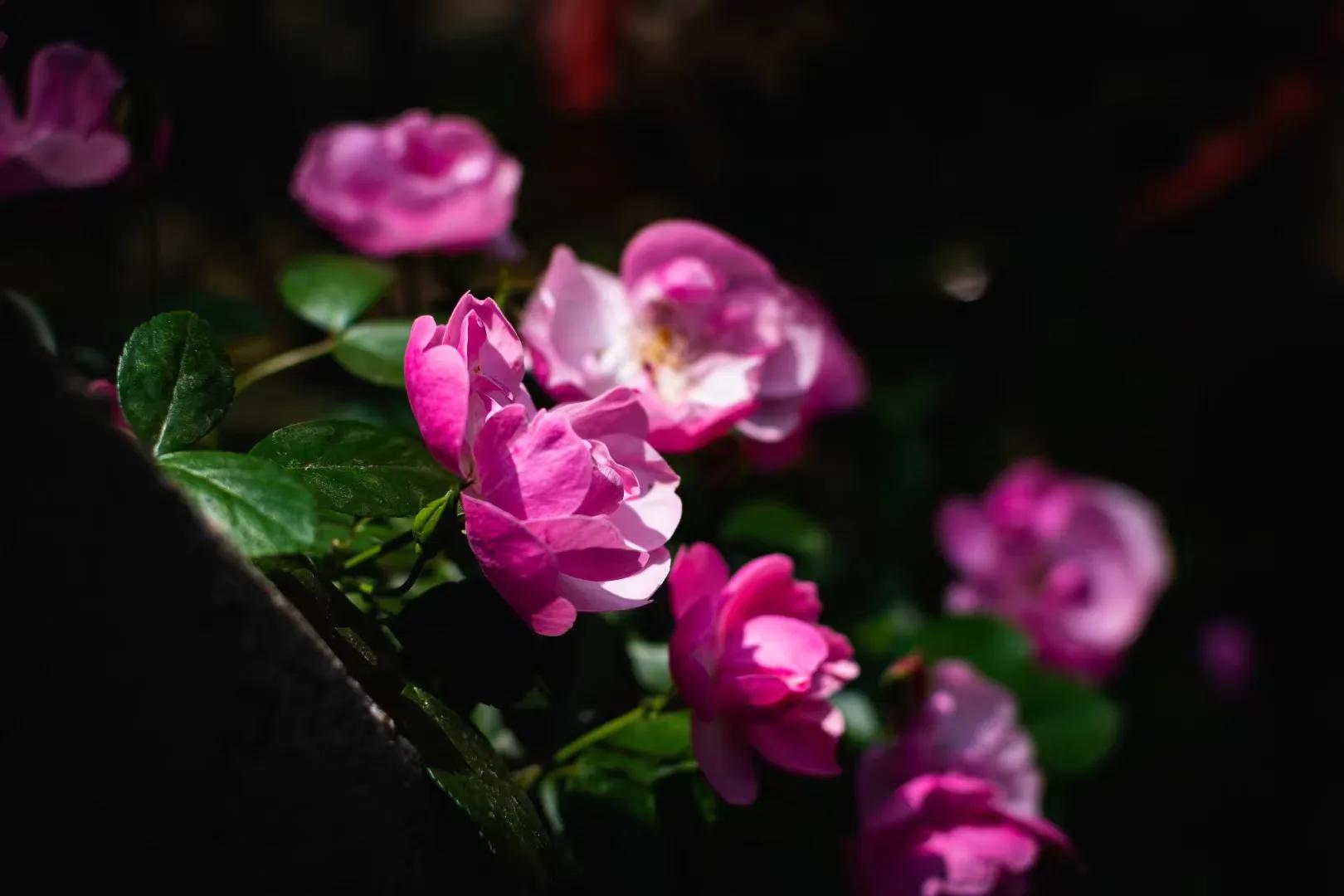 春天的花开得正好拍摄技巧,尼康35-1.8g半画幅人像样片