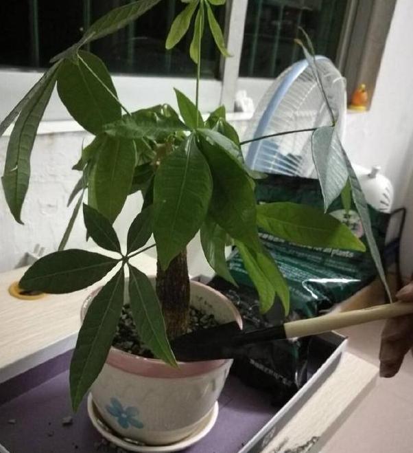 在家里养殖致富,发财树黄叶烂根怎么处理