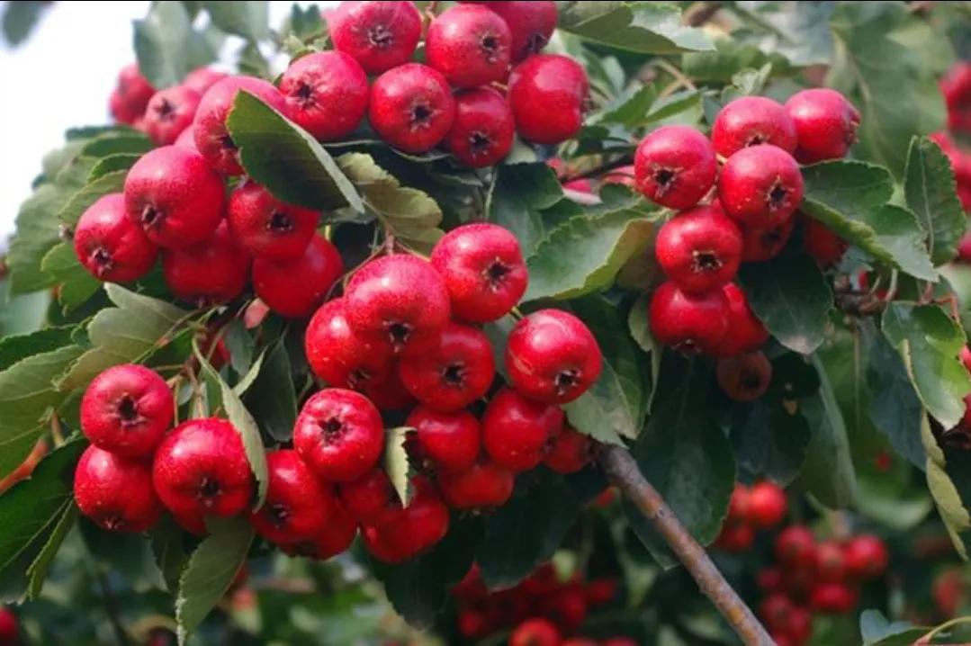 做山楂卷到什么程度就可以了,山楂很好吃怎么做