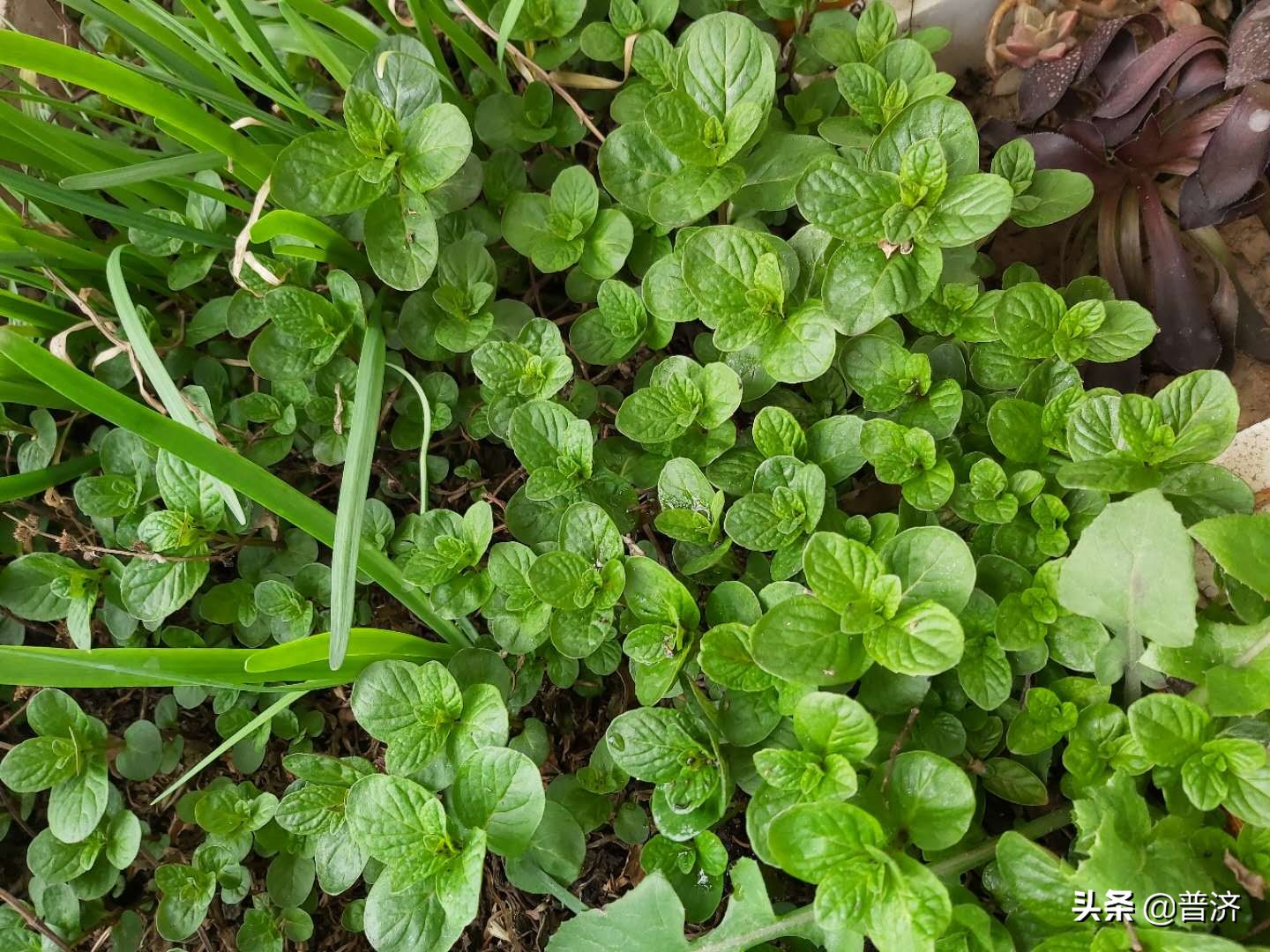 有机蔬菜市场痛点,有机蔬菜的问题