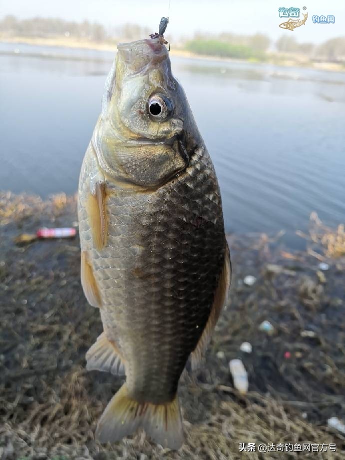 麦子钓野河鱼的最佳配方,野钓鲤鱼最诱鱼的酒米