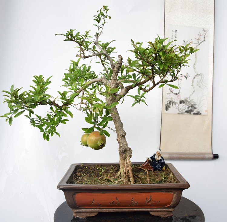 石榴老桩催芽最快方法,石榴老桩怎样催芽快呢