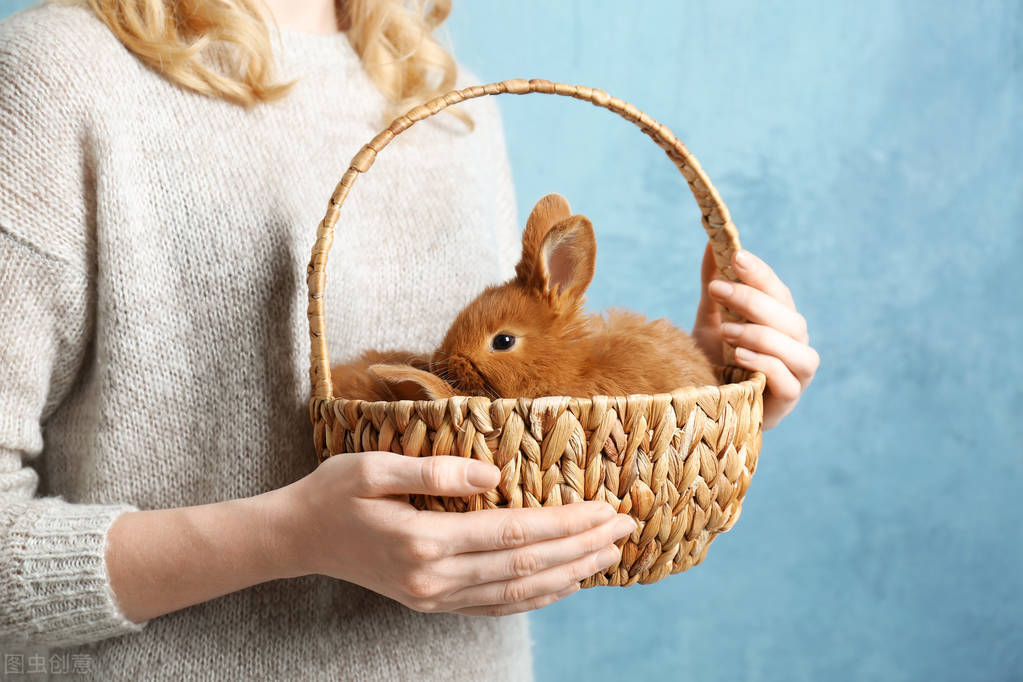 兔子破皮了会自己修复吗,兔子破皮了擦什么药