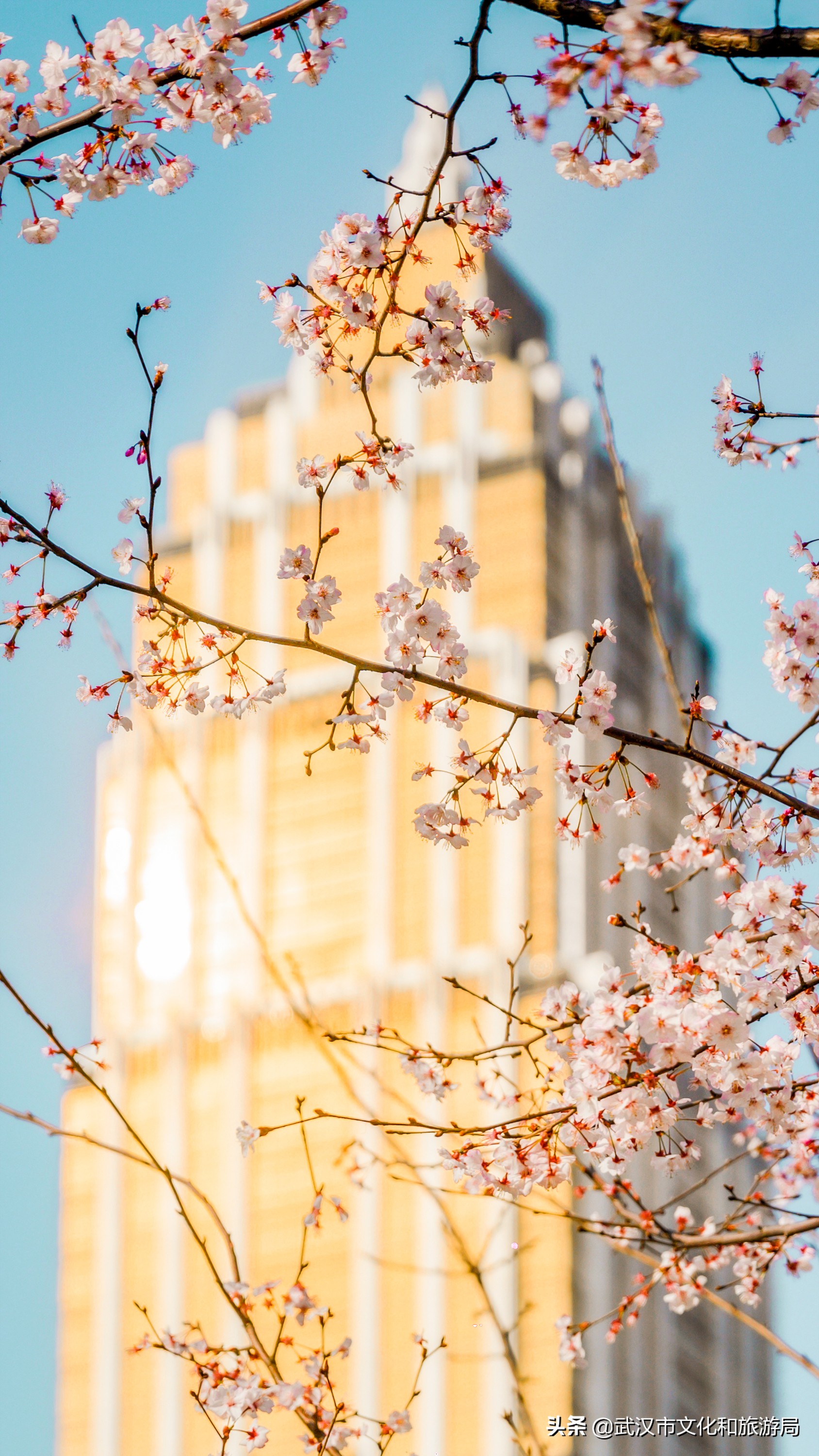 武汉东湖樱花门票,武汉看樱花的景点
