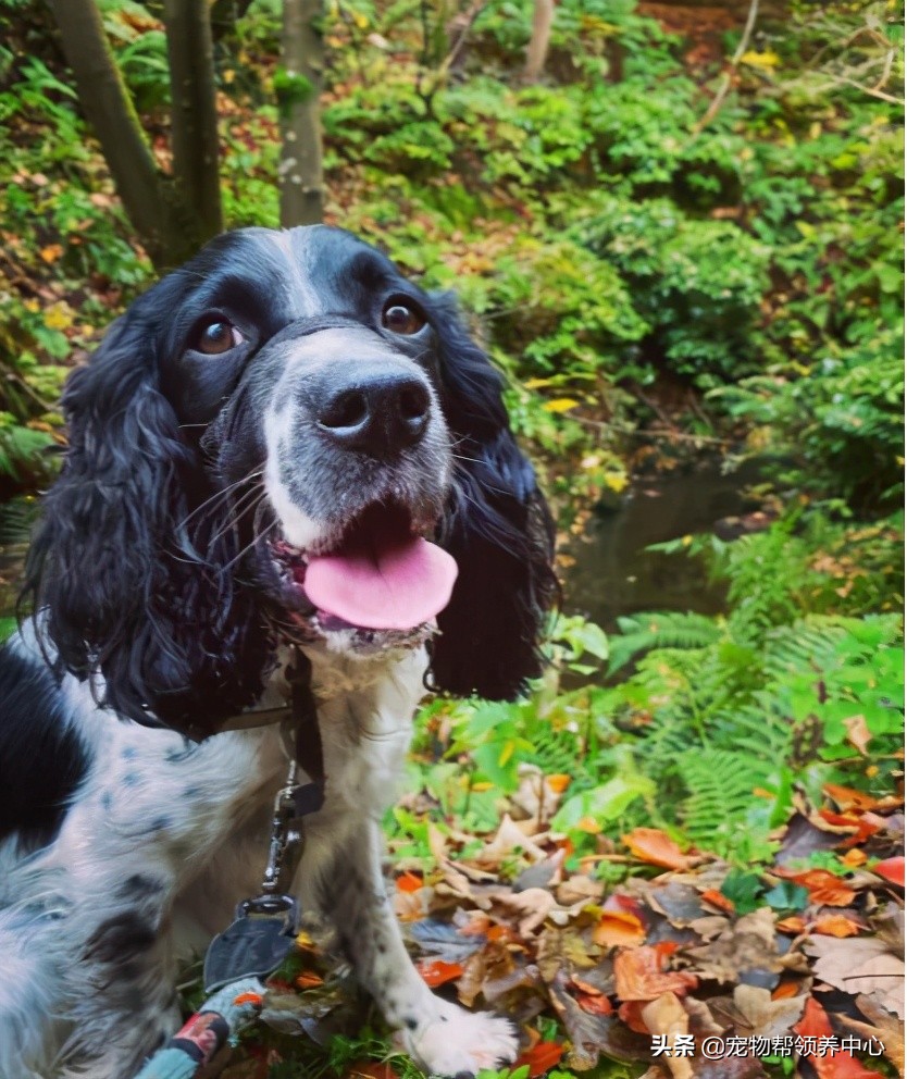 刚刚到家的狗狗身上非常脏怎么办,刚到家的狗狗发现有皮肤病