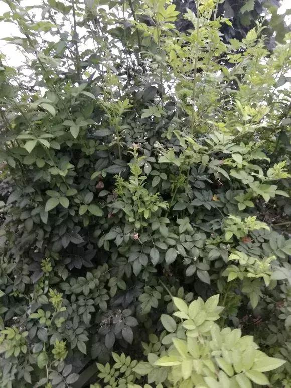 买假花月季,网上买的月季怎么处理