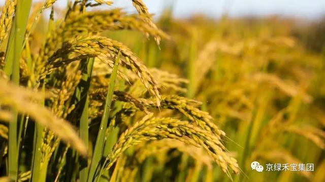 除草剂最佳解除药害时间,棉花除草剂残留药害了怎么补救