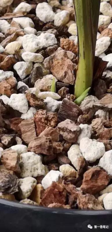 如何区分兰花新芽和花芽,兰花辨别选草经验谈