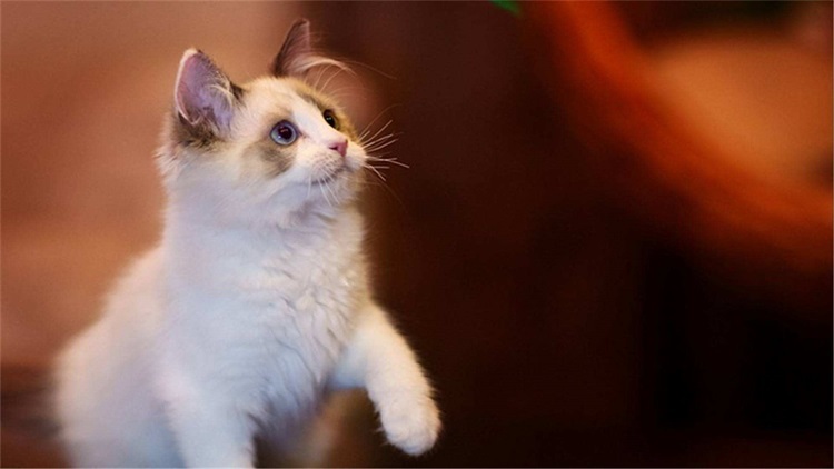 自己给猫洗澡的省钱妙招,用醋给猫洗澡的作用