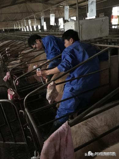 如何提高三元母猪第2胎的产仔数？