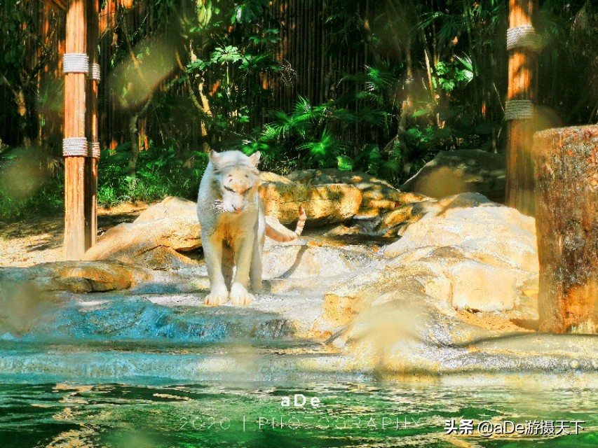 广州长隆野生动物园夜场,长隆嘉年华夜场17号有什么节目