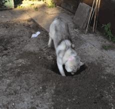 刨土刨水刨坑刨沙发，对于一只寂寞的狗子而言，万物皆可刨