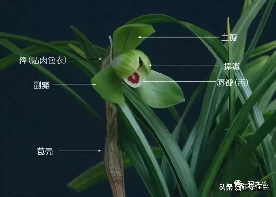 兰花知识大全100种,兰花鉴赏术语100条