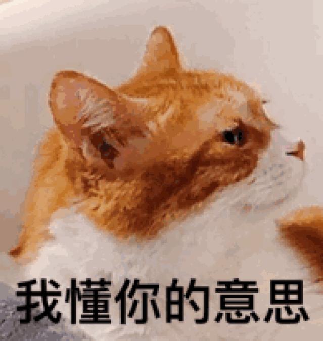 新手养猫指南：想要挑选性格温顺的猫咪，这些关键点一定要看看