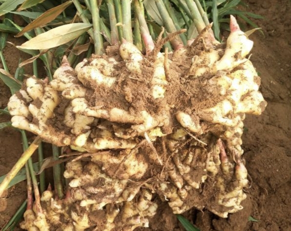 生姜种植方法姜为啥要干尖,姜农讲解生姜种植要点