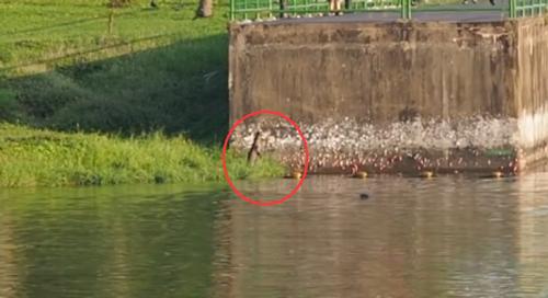 两水獭家族打群架,两个水獭家族之间的战争完整版