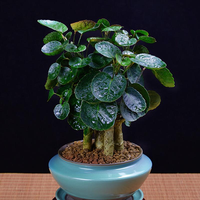 福禄桐养护方法,福禄桐绿怎么养