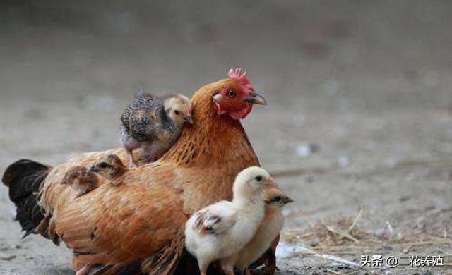 鸡的常见病有哪些怎么用药,鸡的常见病与治疗方法