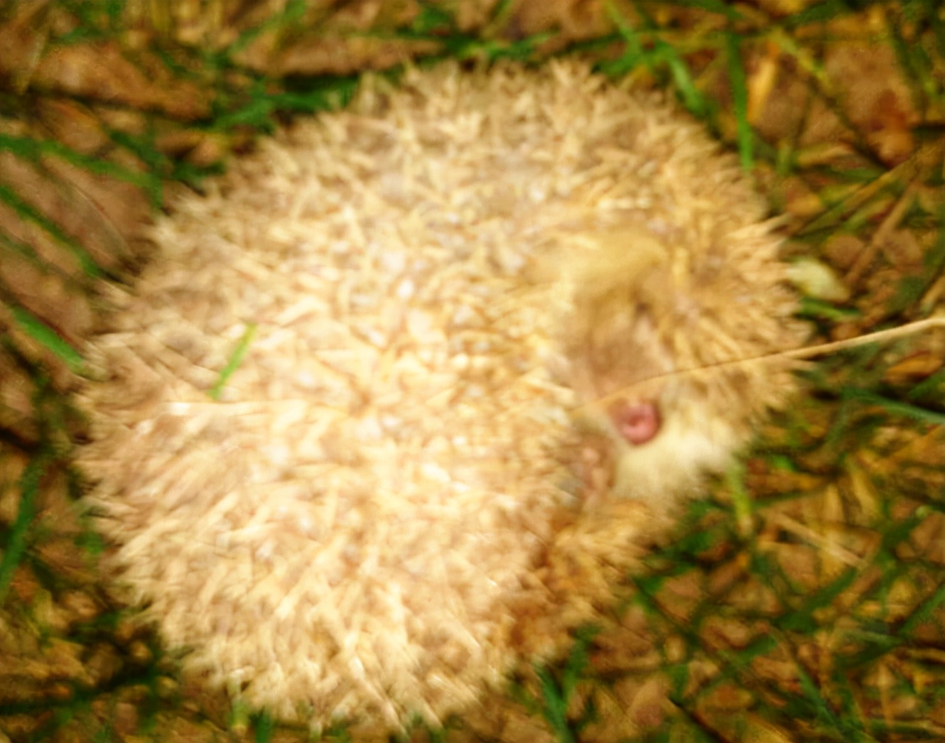 刺猬经常出现在哪里,刺猬在小时候常见吗