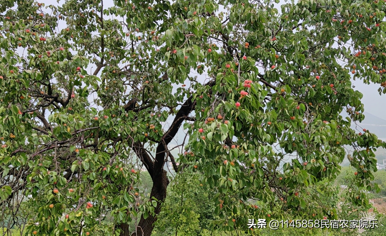 房山区风景好的民宿,十渡心悦院子