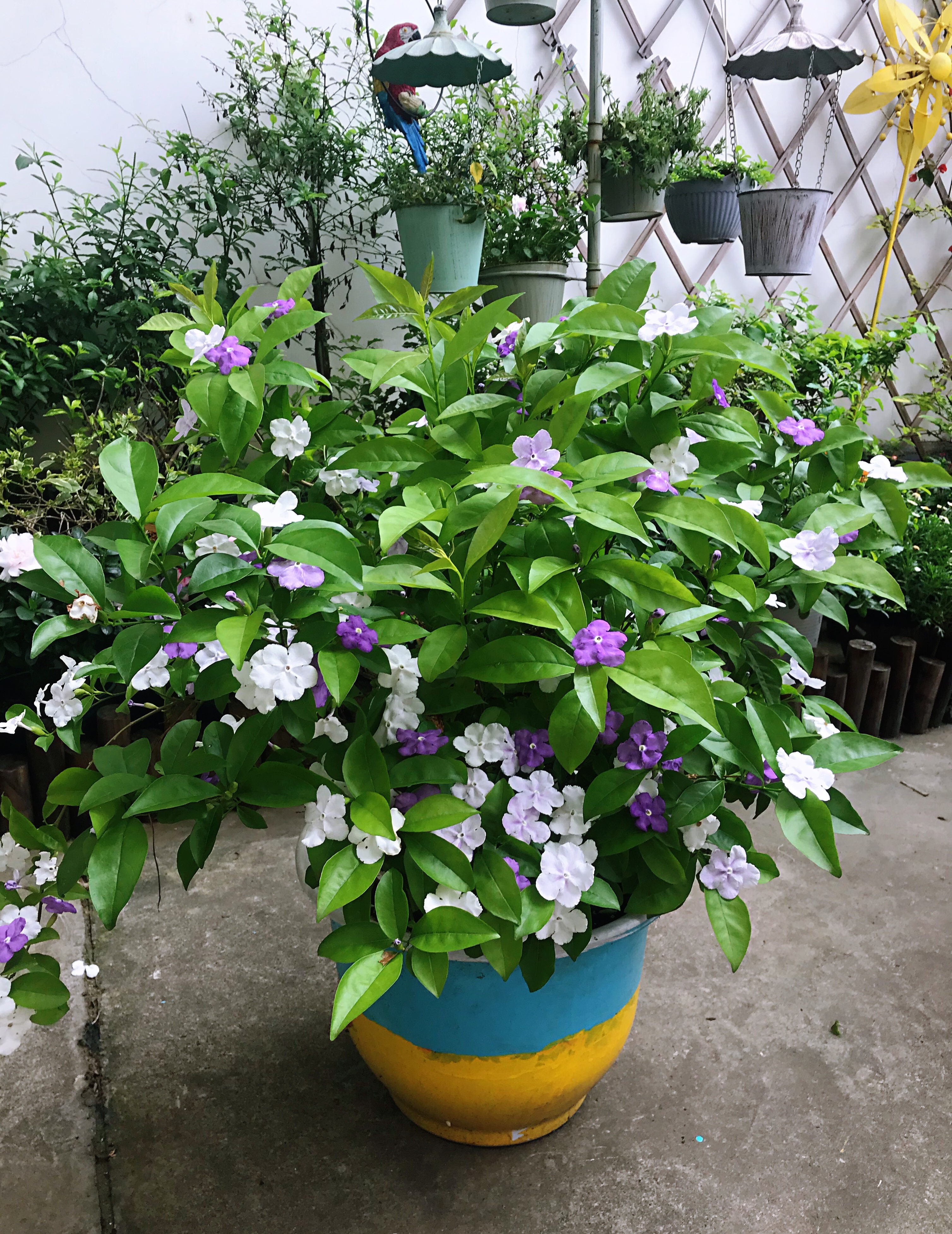 室内盆栽“新宠”—鸳鸯茉莉,树姿优雅,一树多色花,花香飘满屋