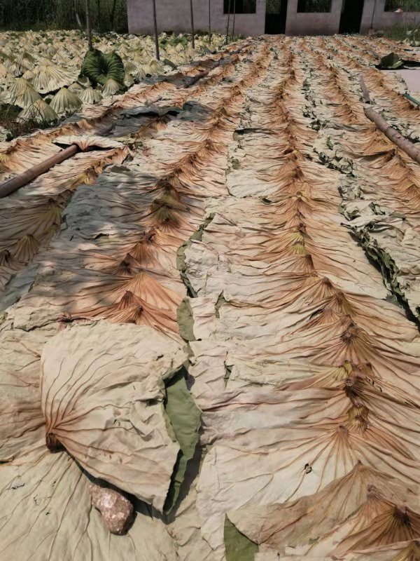 满塘荷花荷叶看着可美了,满塘莲叶荷花美不胜收