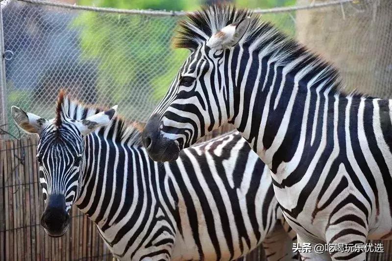 「国庆欢乐提前购」早买优惠！佛山5A长鹿休博园双人套票158元起