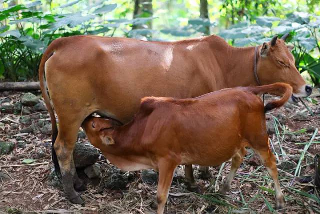 老牛拦路讨水,老牛拦路原视频