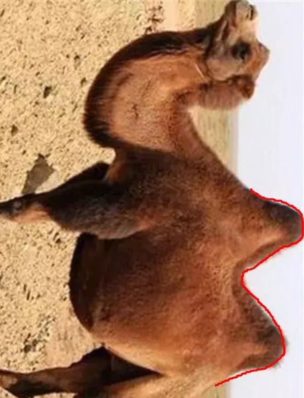 怎么决定胎宝宝的性别,决定宝宝性别的民间方法