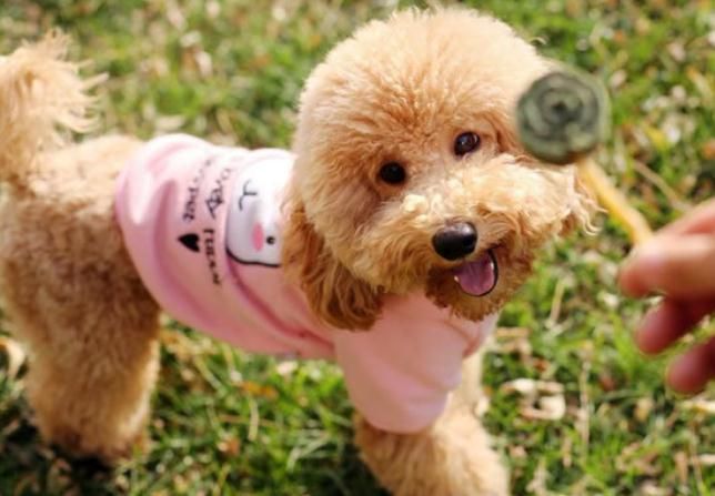 什么狗最好养又听话又便宜中型犬,什么狗不咬人又听话可爱又最好养