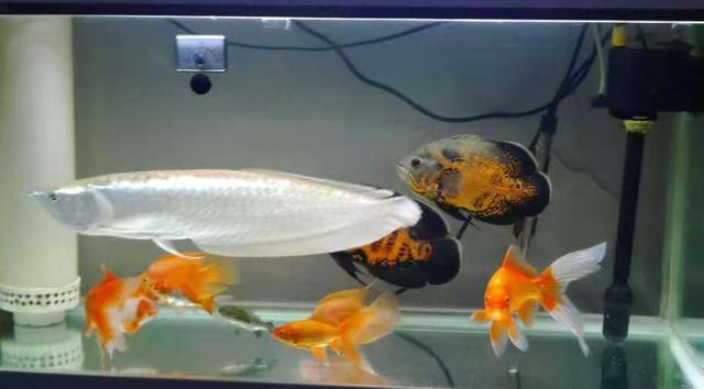 观赏鱼得水霉病用什么药最可靠,观赏鱼水霉病什么现象