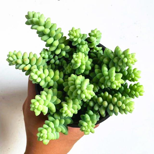 玉缀开花了怎么处理,玉缀叶子变黄掉光怎么办