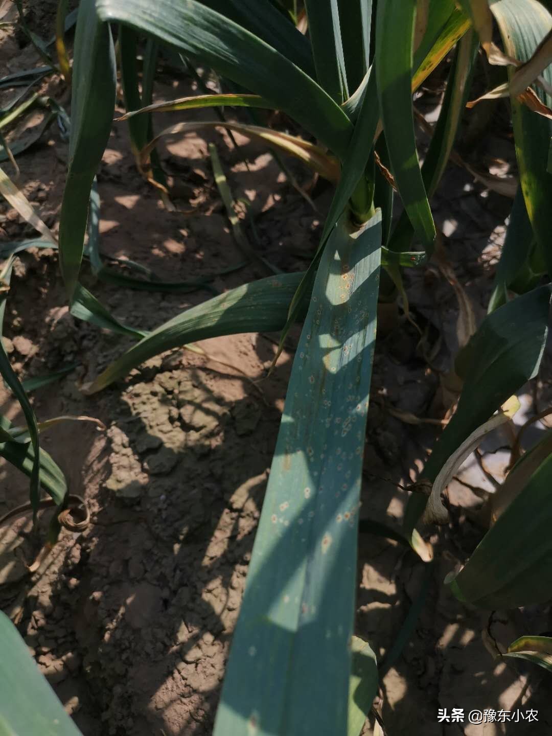 大蒜锈病的防治时间和方法大家知道吗？老蒜农分享自己的管理经验